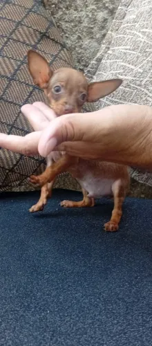 Pinscher e Yorkshire machos e fêmeas