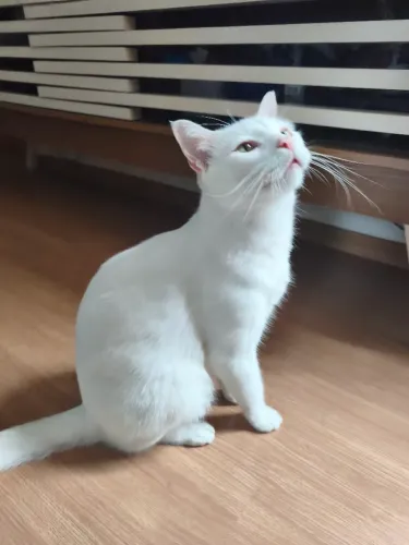 Gatos para Doação
