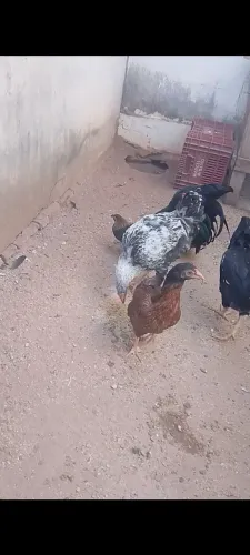 Frango gsb 