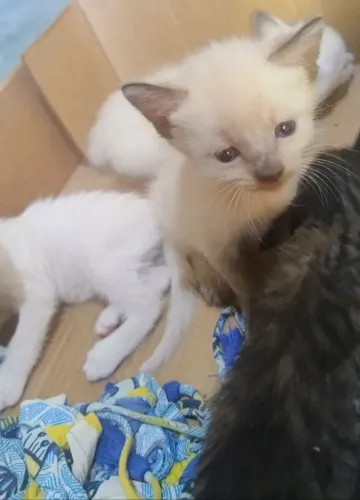 GATINHAS PARA ADOÇÃO
