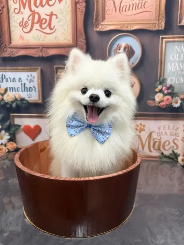 Vendo Spitz alemão de 2 anos macho