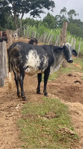 2 vacas leiteiras e 2 bezerras $13.000,00