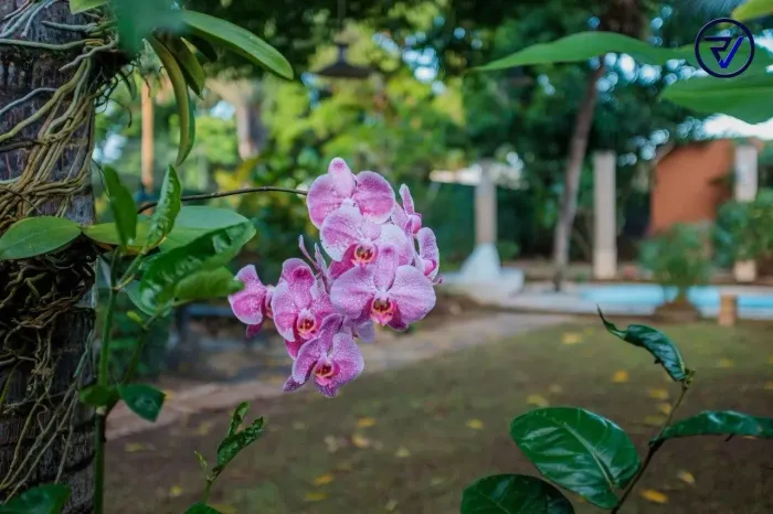Onde o Verde é Protagonista | Casa Exclusiva