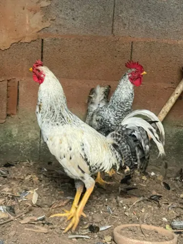 Frango caipira