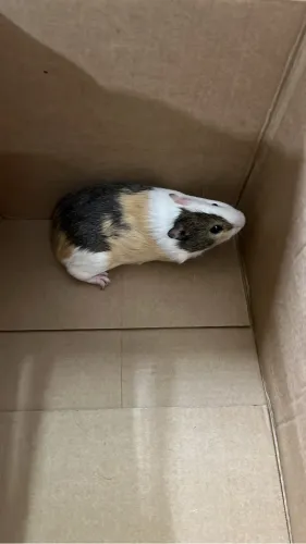 Porquinho da índia