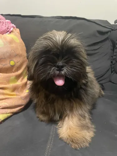 Filhote de Shihtzu