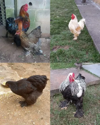 Galinhas, galos e frangos Brahma 