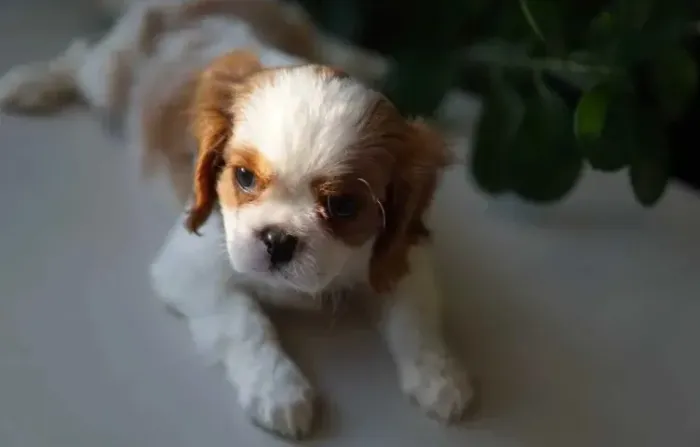 Um Pequeno Príncipe para Sua Família - Cavalier king
