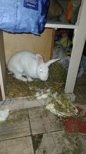doando uma coelhinha branca