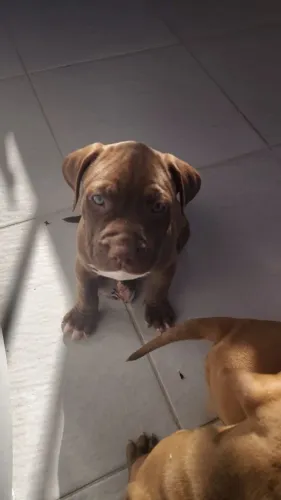 FILHOTES DE PITBULL COM PITMONSTER