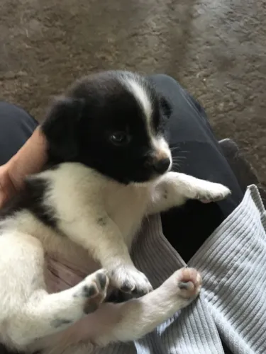 Filhotes de Border Collie | Filhotes sempre sorridentes.