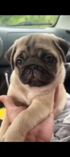 Filhotes de pug machos e femea