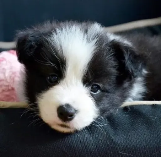Filhotes de Border Collie | Alegria que chega com ele.