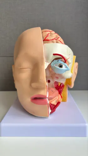 Cabeça cérebro peça anatômica 