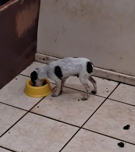 Cachorro 