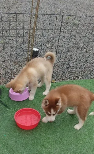 Filhotes de husky olhos azuis.