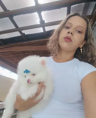 Macho lulu da Pomerânia anão filhote