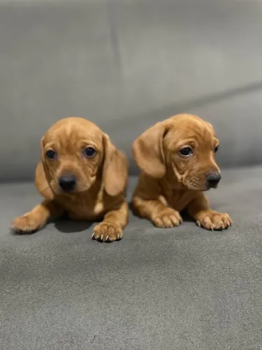 FILHOTE BASSET MINI 