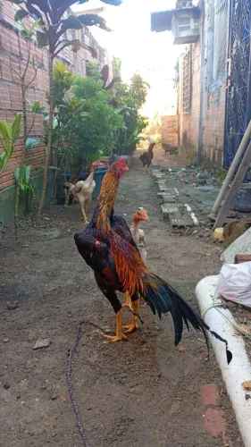 Vendo um frango carioca 