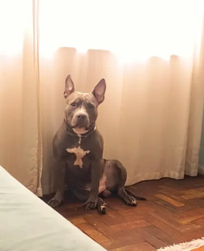 American Bully macho disponível para cruza/cobertura