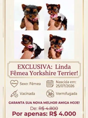 BB micro disponível Yorkshire