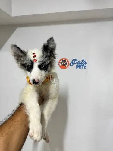 Filhotes de Border collie