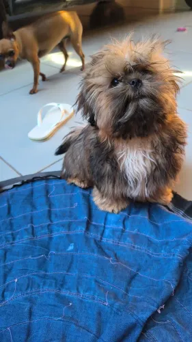 Vende se uma cachorrinha