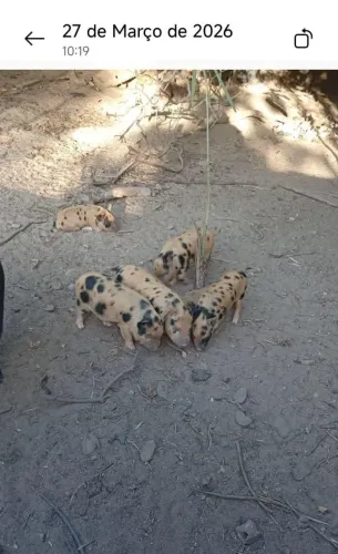 Porco Baé