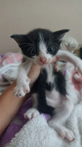 Gato macho pra doação