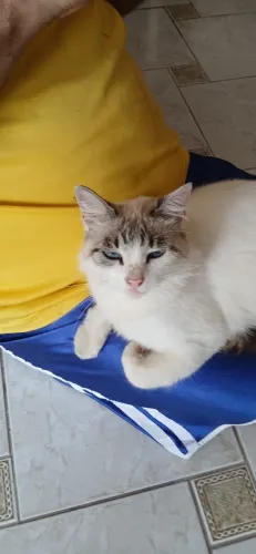 Doação de Gata