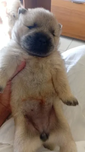 Chow chow fêmea filhote