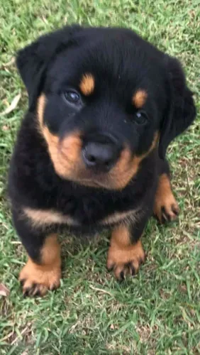 Querido Rottweiler