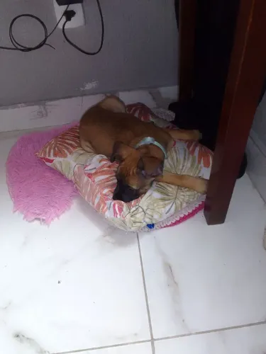 Filhote mist com Bulldog francês