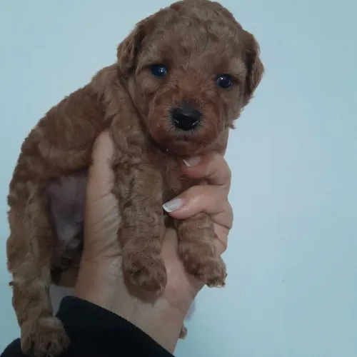 Poodle Red | Filhote com carinho natural