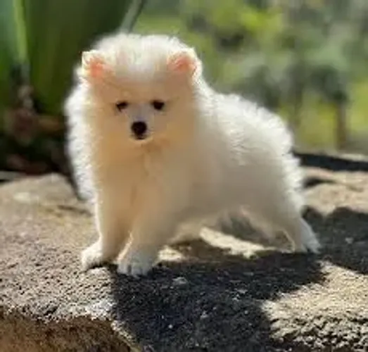 Spitz Alemão "Fofura também faz barulho."