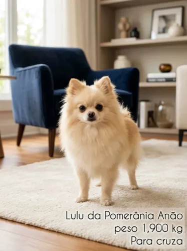 Lulu da Pomerânia Anão Padreador ( Valor da cruza)