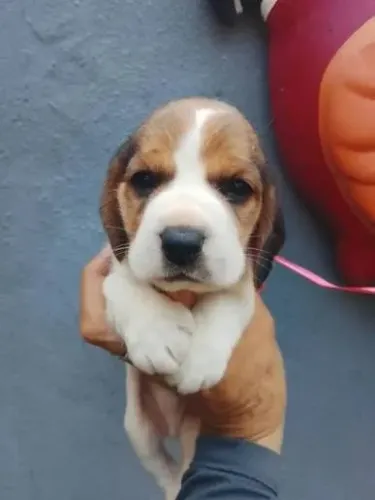 Beagle filhotes