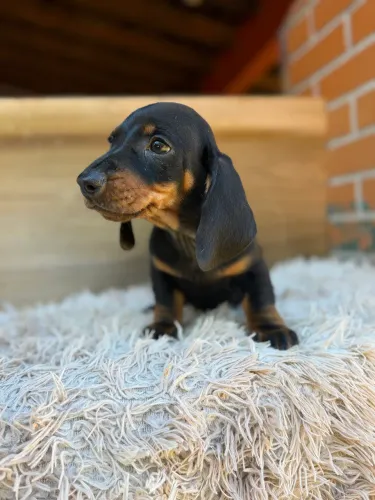 Dachshund macho preto canela
