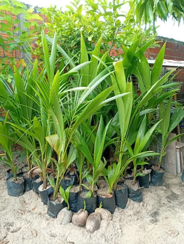 Vendo mudas de coqueiro todos coqueiro baixo a $10 unidade Aquiraz 