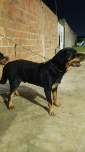 Doação de cachorro rottweiler