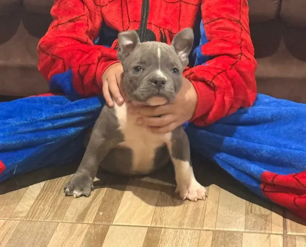 American Bully Micro macho