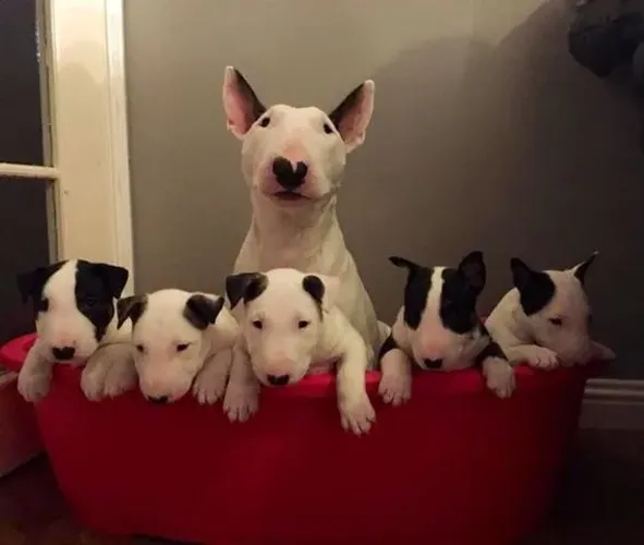Bull Terrier Carinho que se espalha pela casa