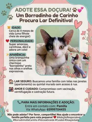 Doação de uma doçura de gata