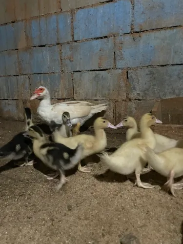 Pato Filhote à venda