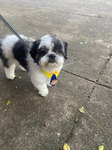Shihtzu Adulto para doação