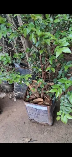 Jabuticaba híbrida e sabara