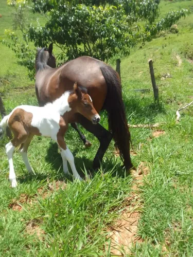 Lindo Sitio Rio Preto com 39 hectares