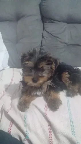 Filhote de yorkshire terrier