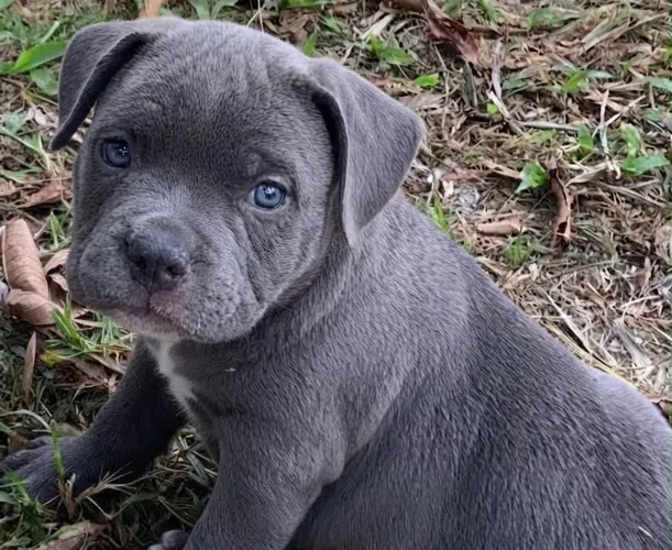 American bully a partir de 1999