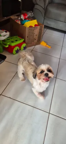 Shitzu 
